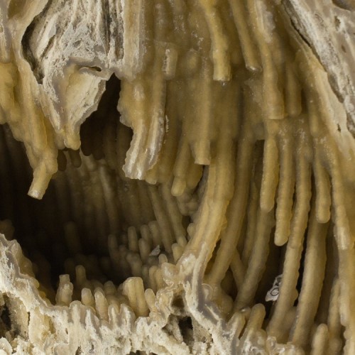 Stalactite-lined Agatized Coral - Withlacoochee River, Lowndes Co., Georgia