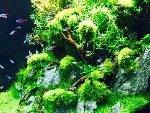 aquarium44:By Aquascaping-Symphony (Facebook link in the source)