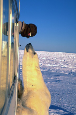 funnywildlife:Polar bear Staring Contest by EarthNative on Flickr.  Yea I don&rsquo;t think so