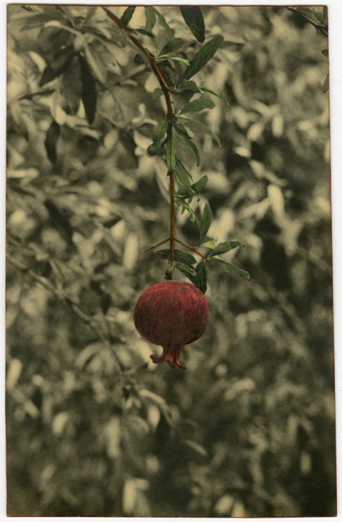 Pomegranate. Tea toned and hand colored gelatin silver print. 