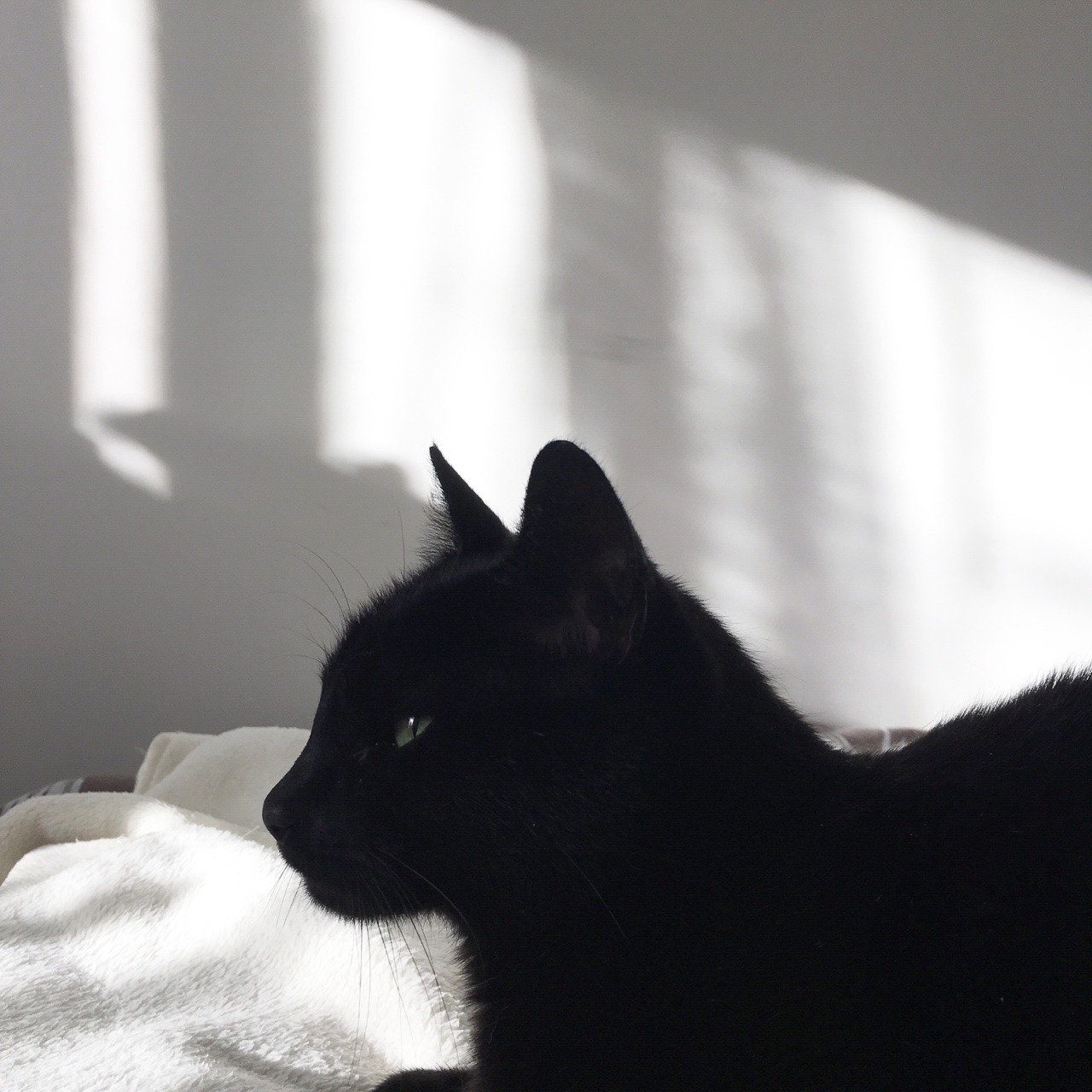 Эстетика котики на аву. Чёрный кот. Черный кот Эстетика. Черные коты. Чёрные коты Эстетика.