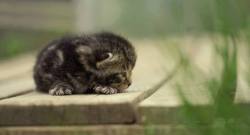 inebriatedpony:  theblurofserenity:  So much cute!!  kittens