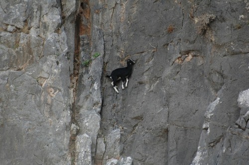fuffuster:  has anyone ever stopped to think about what ridiculous animals goats are like  WHAT THE FUCK  HOW DID YOU EVEN GET UP THERE  ARE THESE ANIMALS EVEN REAL  ????? ?? ? ???????// SOMEONE FUCKING EXPLAIN THIS SHIT TO ME 