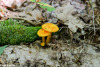 Orange Mushrooms On The Forest Floor
(Ontonagon, Michigan - 8/2014)