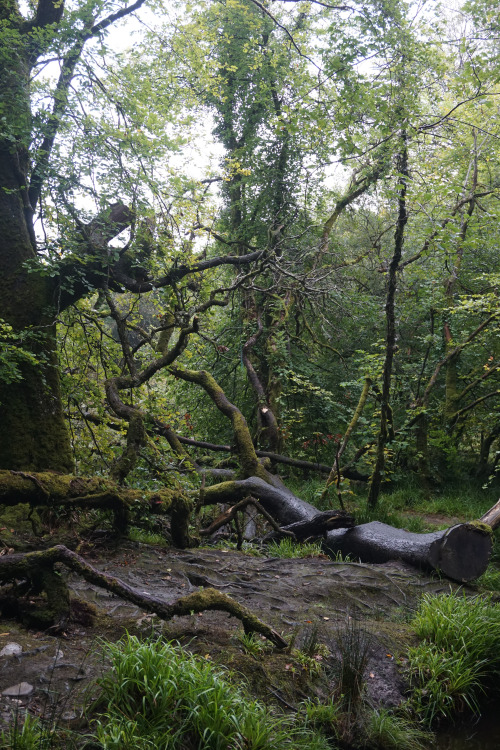 clepse:Cornish forests are magical