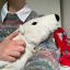 its-bear-and-lamb