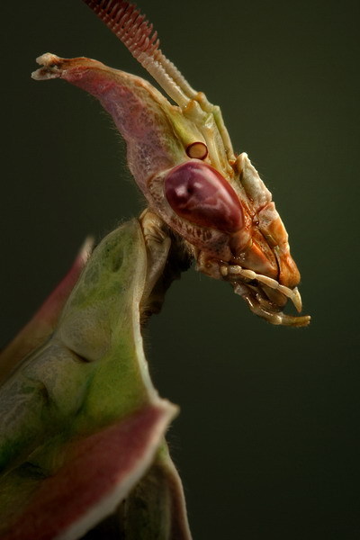 cool-critters:  Devil´s flower mantis (Idolomantis diabolica) Devil´s flower mantis is one of the largest species of praying mantis, possibly the largest that mimics flowers. They are native to Ethiopia, Kenya, Malawi, Somalia, Tanzania, and Uganda.