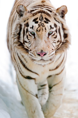 r2&ndash;d2:  White tiger walking in the snow II by (Tambako the Jaguar) 