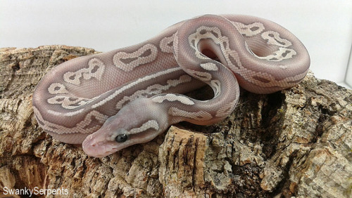 Post-shed pictures of Aster and Camellia’s clutch. I’ll be checking as they age, but so 