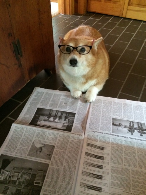 thingsonhazelshead:  keeping up with the news during vacation. 