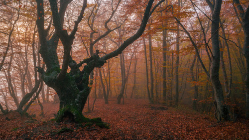 Mysterious autumn forest by Evgeniya Morskova