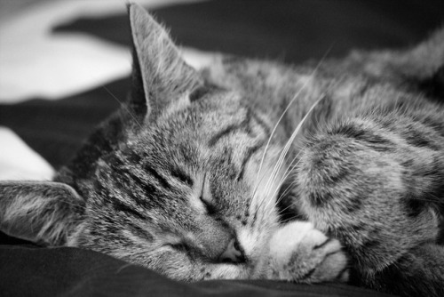 sokresiliente:Louna 😻