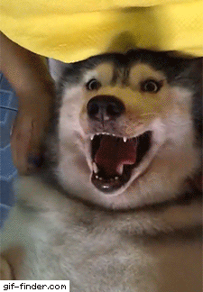 giffindersite:    Husky Loves Head Massage. Via https://gif-finder.com/  