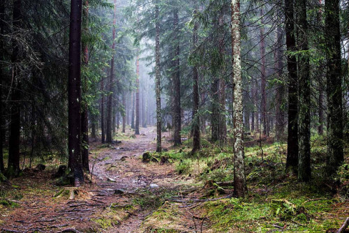 Forest Two by Aegirr on Flickr.