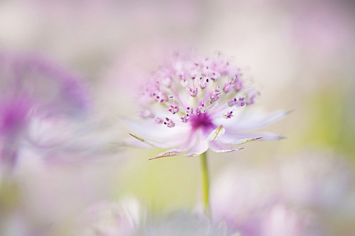 Masterwort by Jacky Parker Floral Art on Flickr.