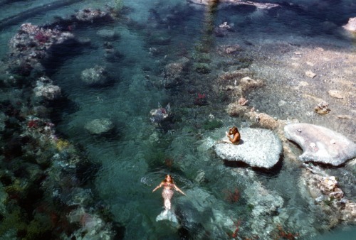 lushreef:lucidnirvana:cryxtical:“In the 1960s, there was no Ariel. We had living mermaids who 