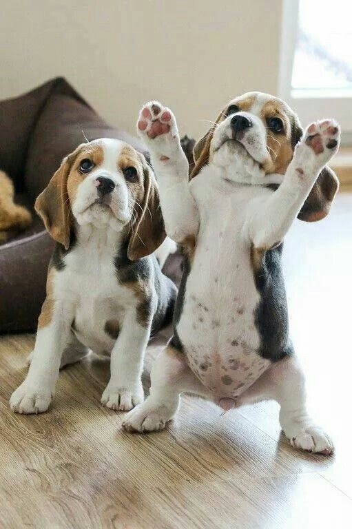 I surrender!