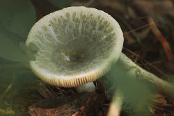 aphermion:  Various mushrooms - 08/07/14