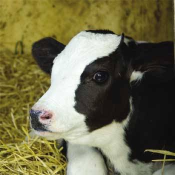 oceanbreezesallday:  Go vegan! for the animals, for your health, for the environment. 