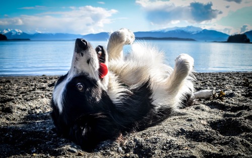 awwww-cute:  I think I broke my dog (Source: http://ift.tt/1FuEKUw)