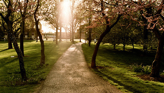 The best trees for urban (and suburban) yards
The world needs more trees. Here are recommended varieties for planting.