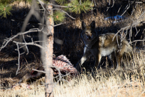 A bunch of the coyote from the other day