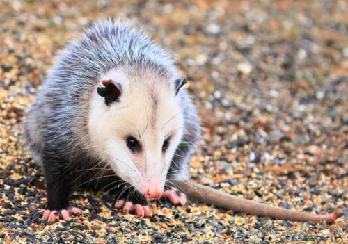 possumoftheday: Today’s Possum of the Day has been brought to you by: Gravel!