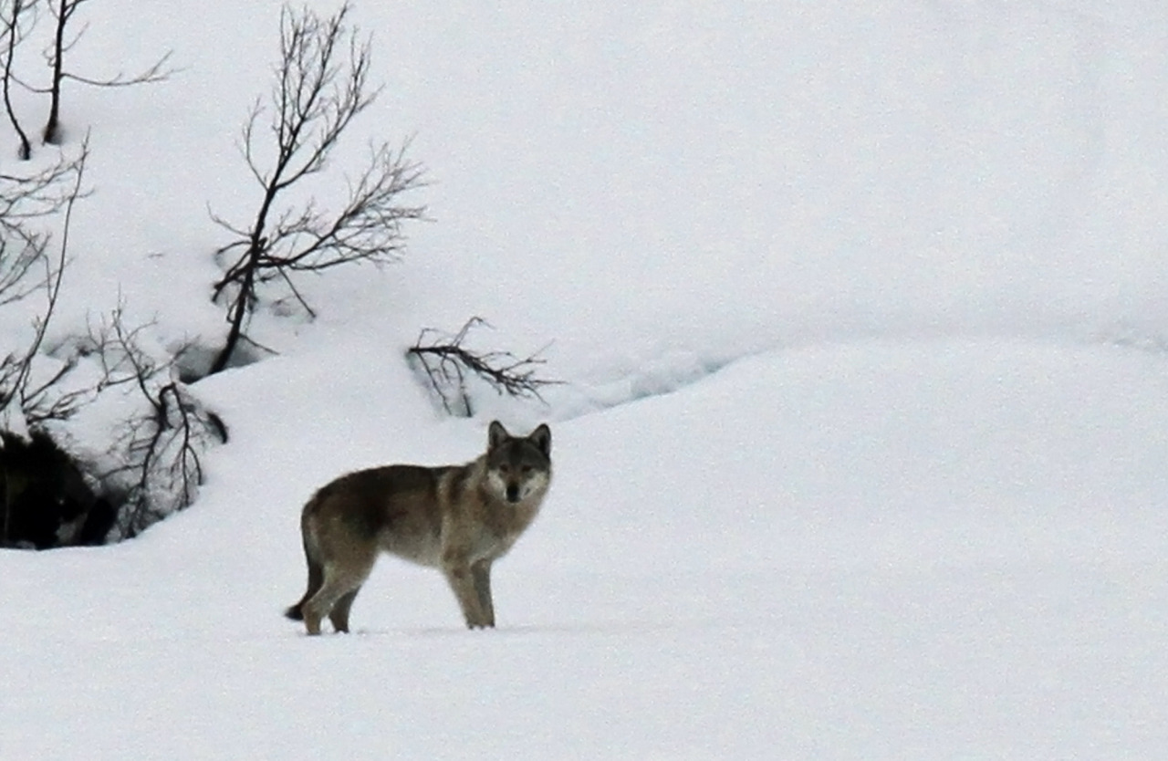 sisterofthewolves:  Picture by Sjur Johan Vatnedalen Wolf photographed in Setesdal,