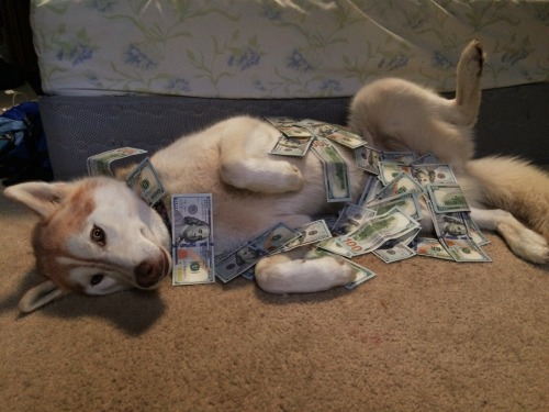 sadw0lf: This is the money dog! Reblog and money and good fortune will come your way!