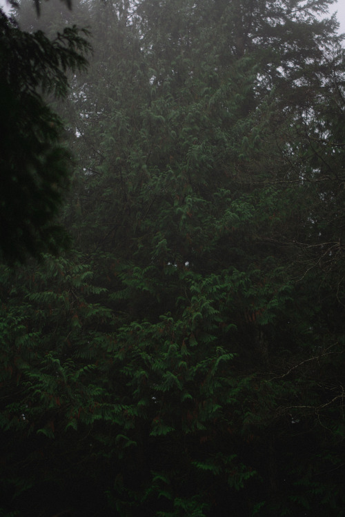 darkcoastphotography: 'In The Presence Of Gods VI'Hemer Provincial Park, Vancouver Island, British C