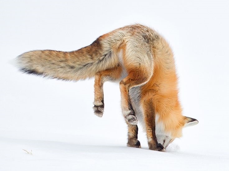 wolverxne:  Red Fox Hunting for food by: Tin Man 