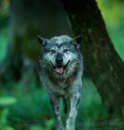 Wolfsheart-Blog:loup Noir By A. Bes.