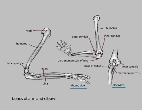 anatomicalart:  by nosoart 