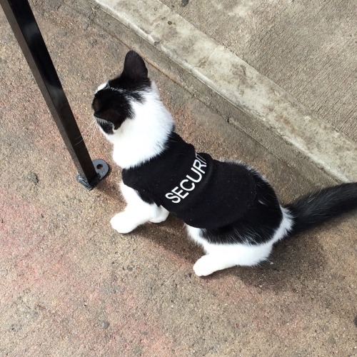 thearcalian:bodegacat:balltillifall:Attention: the bodega cat near our house is now wearing a T-shir