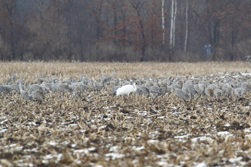highways-are-liminal-spaces:Cranes overwintering in Jasper County, Indiana