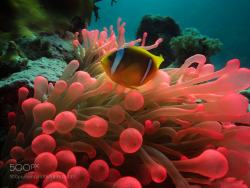 socialfoto:Red Anemone Egyptian Red Sea by