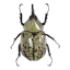 bugvent