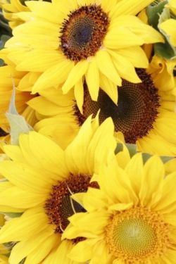 flowersgardenlove:  Sunflowers Beautiful