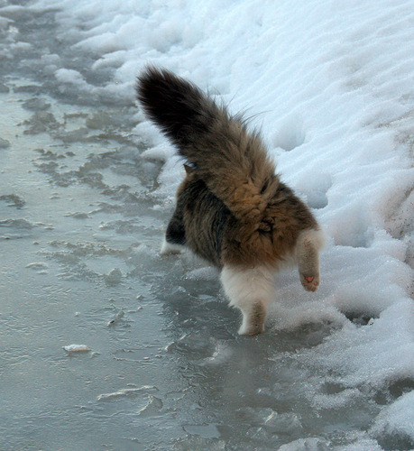 pudgykitties:  mostlycatsmostly:  (via Lu-P)  Fluffbutt 