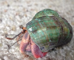 fuckntwat:  Our families pet crab.