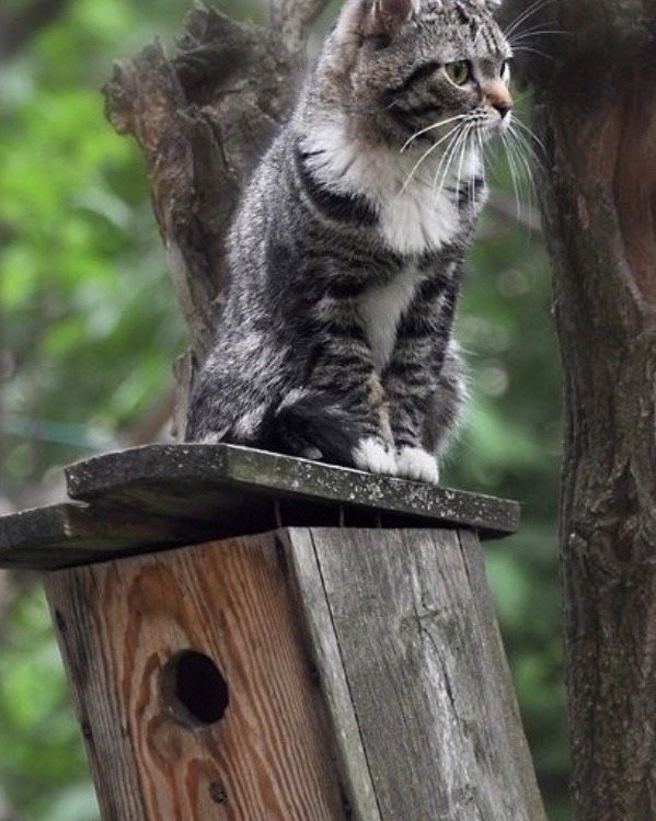 happyheidi:Cats in birdhouses ♡