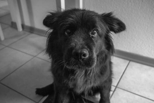 totallydoglife