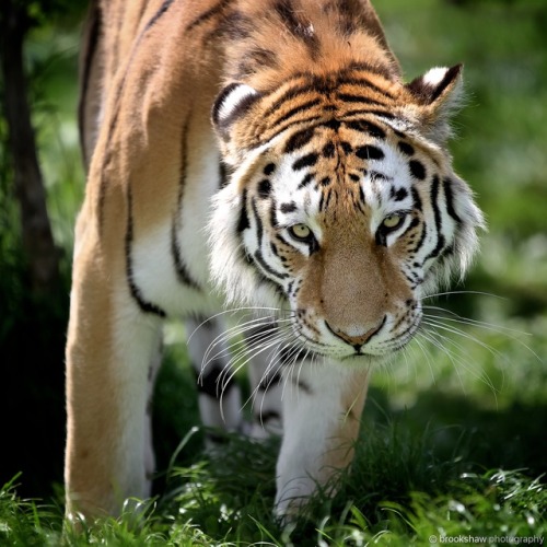 A beautiful Amur Tiger at WHF Big Cat Sanctuary…