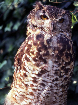 daily-owls:  By kibuyu