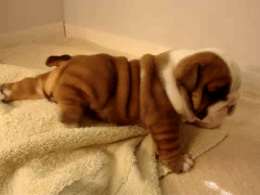aplacetolovedogs:  Sweet baby Bulldog learning to walk. C’mon sweetheart you can