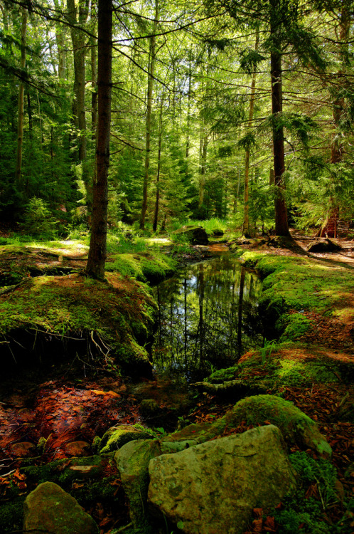 de-preciated:Dolly Sods: Cathedral (by Shahid Durrani)Dolly Sods Wilderness, West Virginia (June 1, 