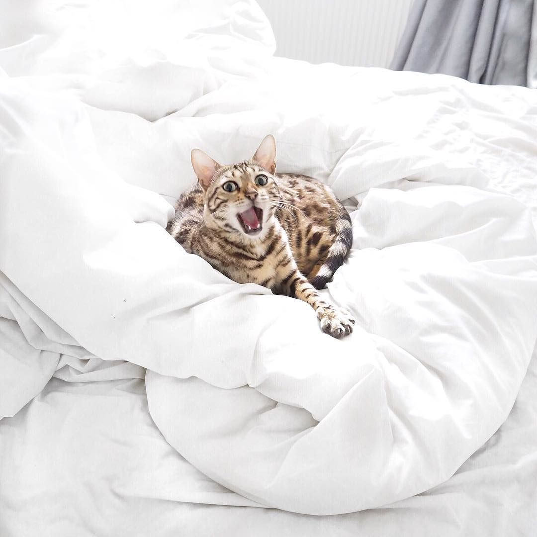 Caption this&hellip;😂 @lumibengal by lydiaemillen