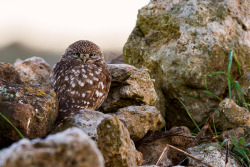 noticiero:  Athene noctua by gundamrx91