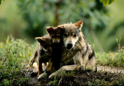 wolveswolves:  Mexican gray wolves (Canis