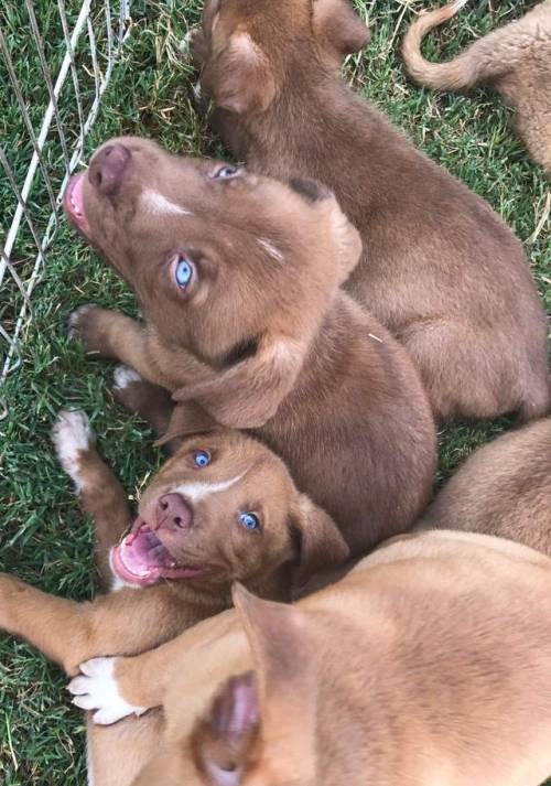 XXX endless-puppies:  Mix a husky with a Pitbull photo